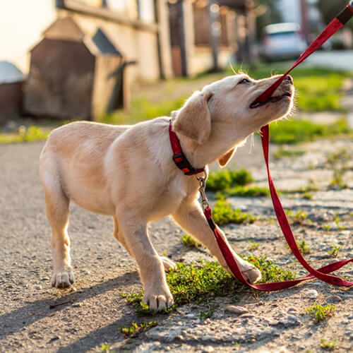 Sublime k9 dog training clearance prices