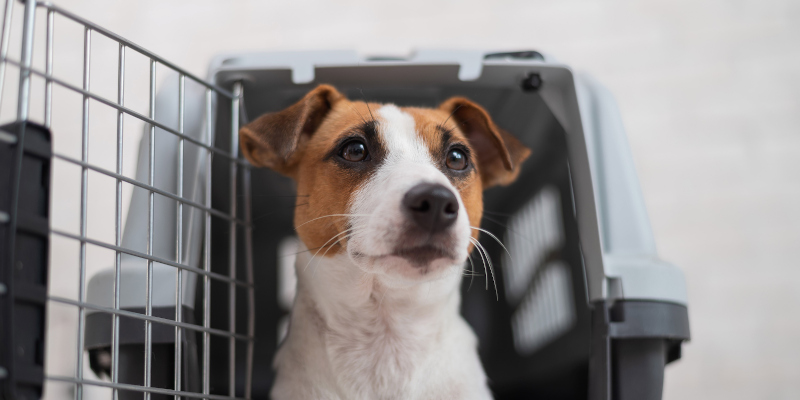 Dog Boarding in Knoxville, TN