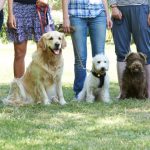 Puppy Training in Knoxville, Tennessee