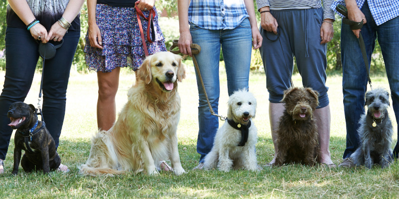 K9 puppy training shops classes