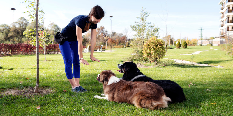 Dog Trainer in Sevierville, Tennessee