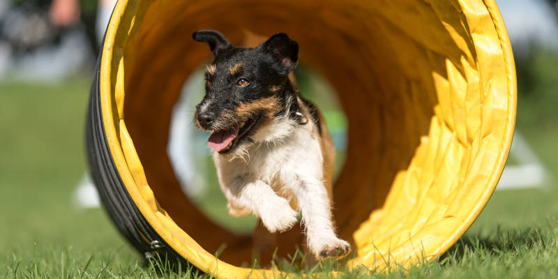 Private Dog Training in Knoxville, Tennessee
