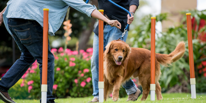 Off-Leash Training in Knoxville, Tennessee