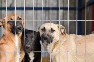 Red Flags to Watch Out for When Choosing a Dog Kennel
