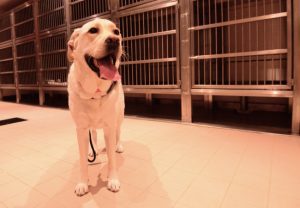 What to Look for in a Dog Boarding Facility
