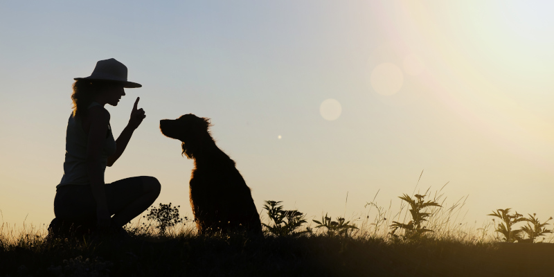 Reasons to Hire a Professional Dog Trainer