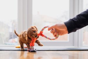 Why Socialization is an Important Part of Puppy Training
