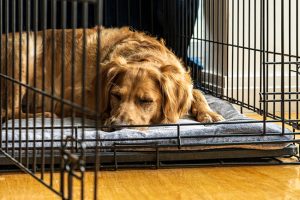 Tips for Preparing for a Dog Kennel Stay