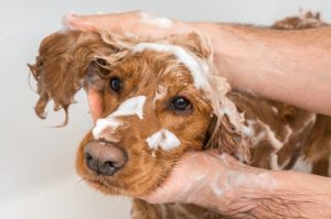 Can a Dog Bath Cause Skin Issues?