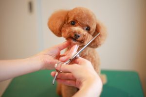 How Can I Prepare for the First Dog Grooming Session?