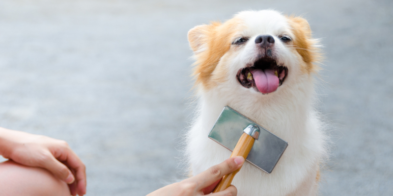 Is Professional Dog Brushing Really Necessary?